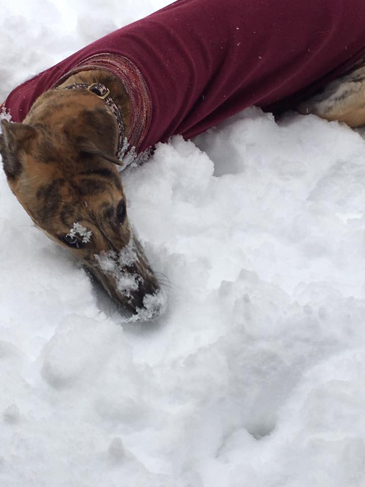 How Cold Is Too Cold For A Greyhound