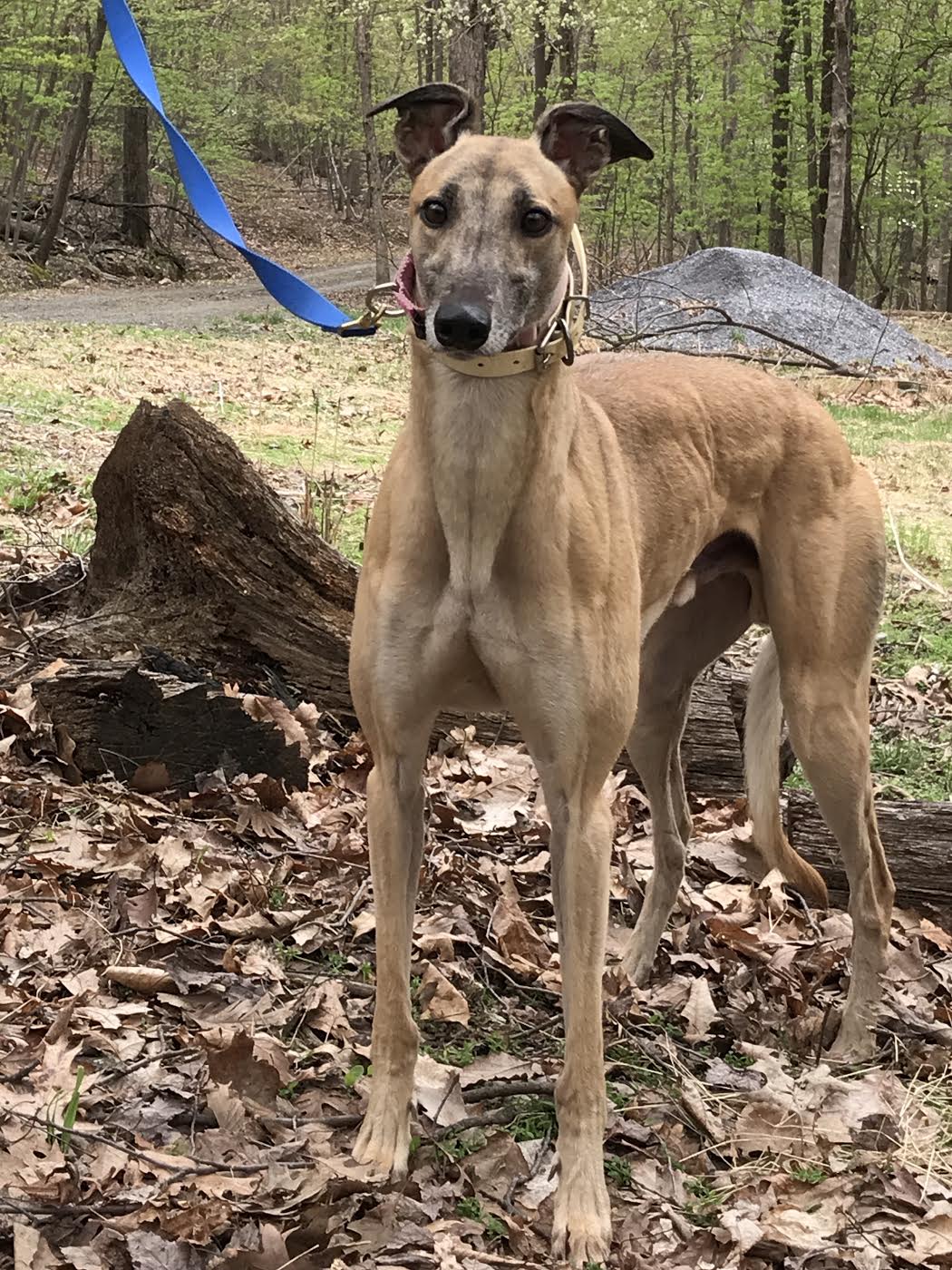 danger Paws on the Mountain Greyhound Adoption